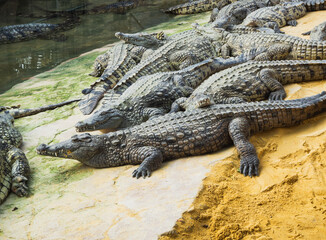 Crocodiles in the farm of crocodiles at Pierrelatte in the department of Drôme in France