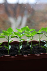 Young  pepper seedlings in  container on window sill . Growing vegetables bell pepper sprouts from seeds at home. Home organic farming.
