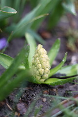 Beautiful spring crocus in the spring rain. Saffron in the garden on the lawn. Waterdrops on flowers. Closed purple crocuses with spring raindrops on the surface.