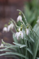 Snowdrop flowers with water drops. After spring rain. First spring flowers. Copy space. Snowdrops in the morning with dew drops