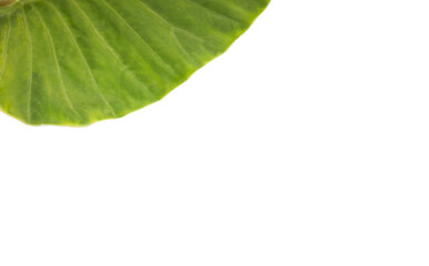 Close-up of green leaf 