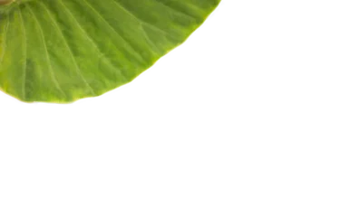 Keuken spatwand met foto Close-up of green leaf  © vectorfusionart