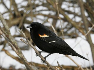 red winged blackbird on a branch