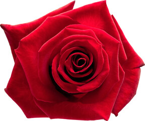 Obraz premium Picture of a rose
