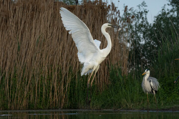 great white heron