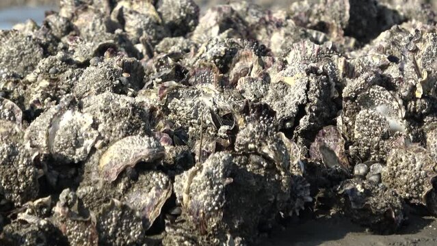 Muschelb&auml;nke im Wattenmeer, Pazifische Auster, Magallana gigas, Nationalpark Nieders&auml;chsisches Wattenmeer bei Cuxhaven