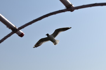 bird in flight