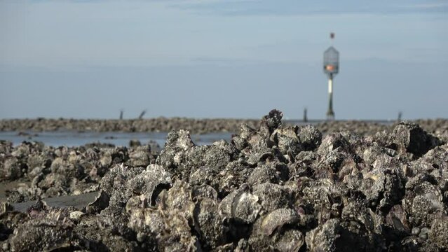 Muschelb&auml;nke und Rettungsbake im Wattenmeer bei Ebbe, Pazifische Auster, magallana gigas