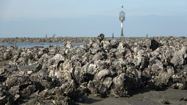 Muschelb&auml;nke und Rettungsbake im Wattenmeer bei Ebbe, Pazifische Auster, magallana gigas