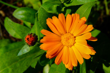 Blooming calendula on a green background.