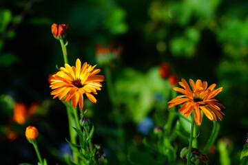 Blooming calendula on a green background.