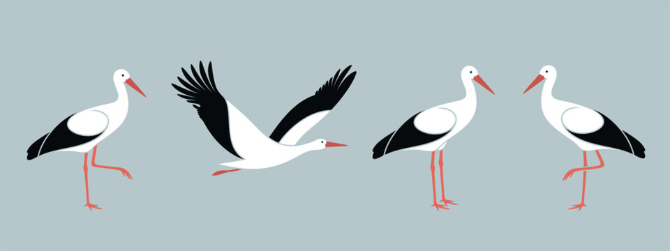 Stork set. Isolated stork on white background