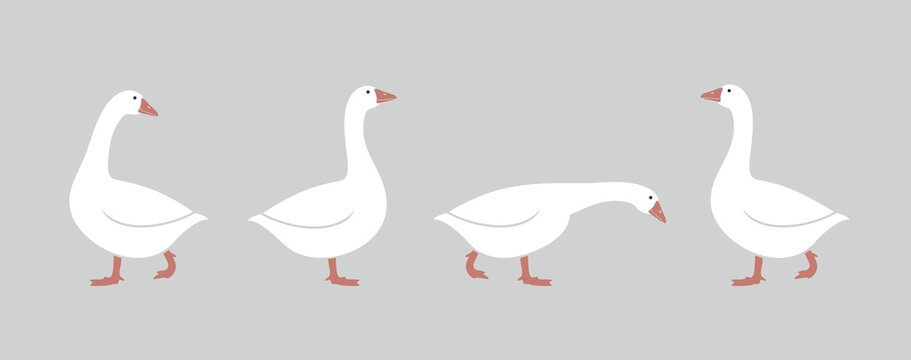 Goose logo. Isolated goose on white background. Bird