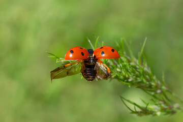 ladybird flying off green plant