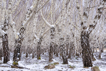 Planted Curly birches (Betula pendula var. carelica). Curly birch is a special variety of the silver birch. The most valuable wood is sold by weight. © Kaja