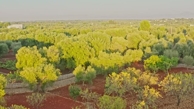 The aerial view of the olive trees plantation in Apulia, Italy displays a vast expanse of lush greenery, with neat rows of olive trees stretching out to the horizon.