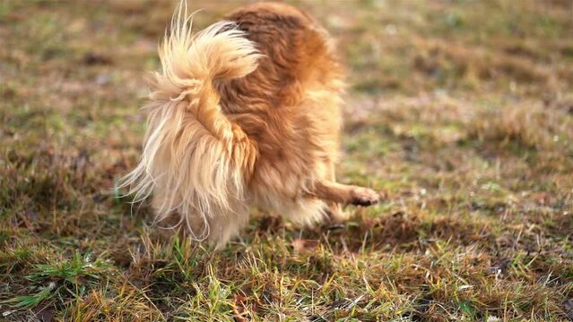 Brown dog mixed breed pee and mark teritorry on a walk in grassy meadow nature