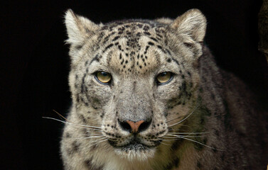 snow panther, snow leopard