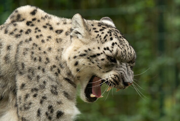 snow panther, snow leopard