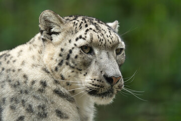 snow panther, snow leopard,