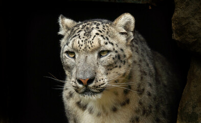 snow panther, snow leopard,