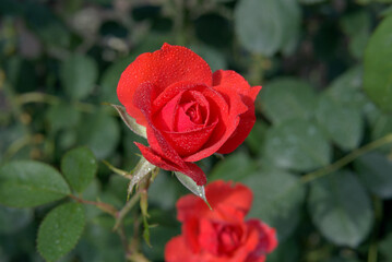 A blooming rose on a green background.