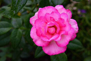 A blooming rose on a green background.