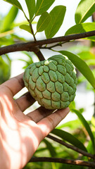 Custard apple or sarikaya fruit or sugar apple on hand. Custard apple is held by hand.