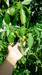 Hand holding groundcherry tree in garden. Groundcherry or cecendet or ceplukan wild fruit