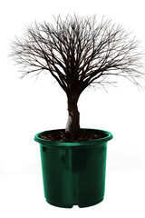 Obraz premium Image of bare tree