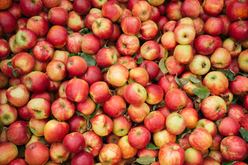 Red apples in the market