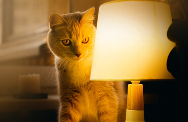 A cute domestic ginger cat is sitting near a glowing lamp on the table in the late evening....