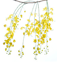 Vishu Kani konna poov with copy space for greeting text © forclick