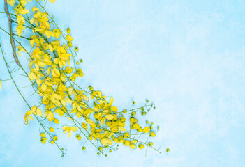 Vishu festival background with copy space, yellow cassia flower on blue background © forclick