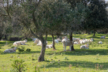 Mucche e tori a riposo sotto gli ulivi