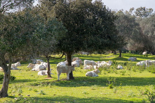 Mucche e tori a riposo sotto gli ulivi