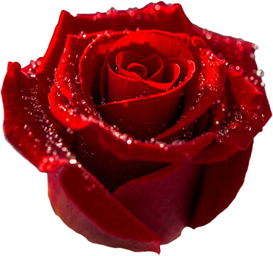 Fototapeta Picture of a rose