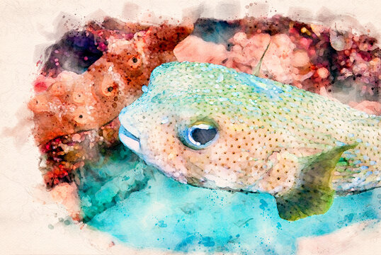 Digitally created watercolor painting of a cute Spot-fin porcupinefish Diodon hystrix swimming over the coral reef