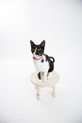 Black and white cat on a white background domestic animal