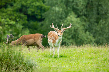  fallow deer, Dama Dama,  in the wild.