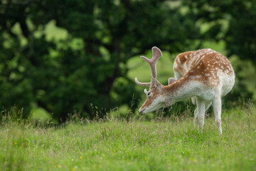  fallow deer, Dama Dama,  in the wild.