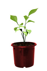 Digital image of potted plant