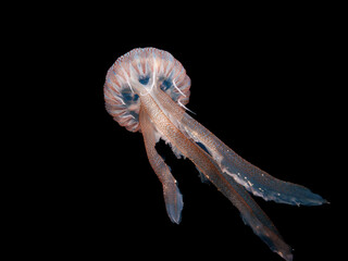 Glowing jellyfish in the Mediterranean Sea