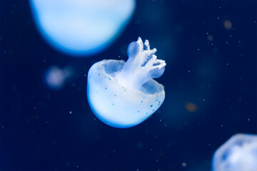 Obraz na płótnie Canvas Jellyfish swimming calmly in blue water nice calm picture
