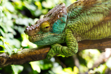 Close-up of a colorful chameleon on a branch with an open eye
