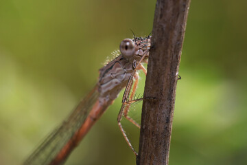 A dragonfly (Coenagrionidae) sits on a dry grass stalk. Transparent wings with a strict pattern are folded along the body. 