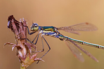 Dragonfly (Emerald dragonfly, Lestes dryas) has a small size, thin elongated Metallic shiny body. At rest, he keeps his wings open.