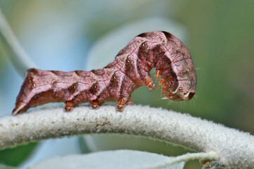 Caterpillars  moth (Melanchra persicariae) are omnivorous and damage the leaves of almost all crops.