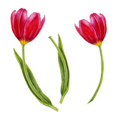 Watercolor hand drawn floral illustrations of bright pink tulips for wedding invitations, cards, birthday and mother's day gifts, stickers, banners, frames. Elements isolated on white background.