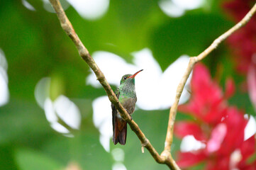 Aves de Costa Rica
